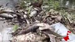 Cyclone Yaas Effect: নোনা জলে মাছের মড়ক, গোসাবায় দুর্গন্ধে প্রাণ ওষ্ঠাগত স্থানীয়দের