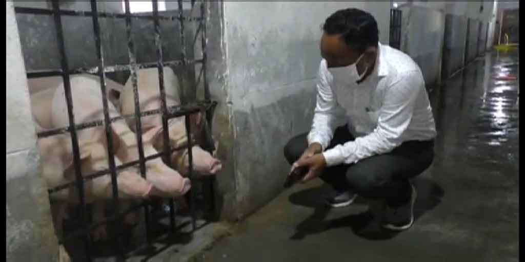 করোনা আবহে নয়া আতঙ্ক সোয়াইন ফিভার, টিকাকরণের নির্দেশ প্রশাসনের