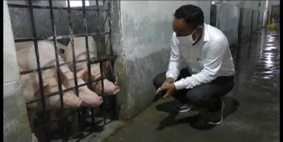 New panic swine fever in Corona, administration orders vaccination করোনা আবহে নয়া আতঙ্ক সোয়াইন ফিভার, টিকাকরণের নির্দেশ প্রশাসনের