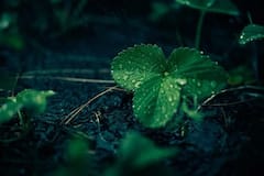 Weather Update: প্রাক বর্ষায় ভিজল শহর, সকাল থেকেই বৃষ্টি জেলায় জেলায়