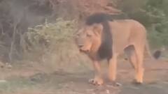 તૌકતે વાવાઝોડાના 12 દિવસ બાદ પહેલી વખત જંગલના રાજા જોવા મળ્યા રોડ પર લટાર મારતા