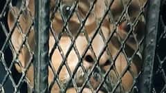 कैसे फंसा घोटालेबाज Mehul Choksi? गिरफ्तारी की Inside Story | India Chahta Hai