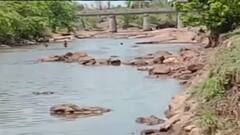 અમરેલીના મીઠાપુર ગામ નજીકથી પસાર થતી શેત્રુજી નદીમાં વહેતા થયા પાણી, જુઓ વીડિયો