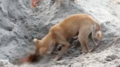 Uttarkashi: कोरोना काल की दिल दहलाने वाली तस्वीर, घाट पर शवों को नोंचते कुत्ते