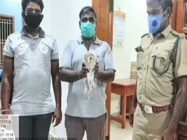 Forest Department rescues rare owl காகங்களிடம் சிக்கிய ஆஸி., ஆந்தை; மீட்டு விடுவித்த வனத்துறை!