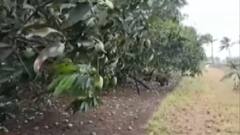 સહાય મેળવવા માટે ખેડૂતોને કરવી પડશે અરજી, શું છે બાકીના નિયમો?જુઓ વિડીયો