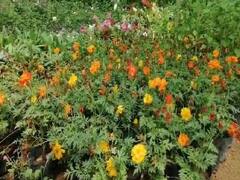 हरिद्वार: कोरोना काल में 'मुरझाया' फूलों का व्यापार, बाजार में मंदी के चलते निराश हैं व्यापारी 