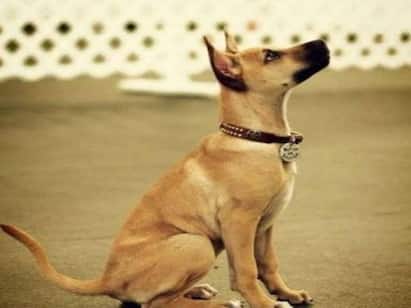 get to know about sheep dogs which helps to guard sheep in villages இரையை எப்போதும் தவற விடாத பட்டி நாய்கள் - தனி இனமாகாதது ஏன்?