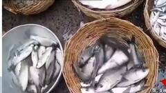 Cyclone Yaas Effect: বাঁধ ভেঙে নষ্ট হয়েছে ভেড়ি, মাছের পাইকারি দাম আকাশছোঁয়া