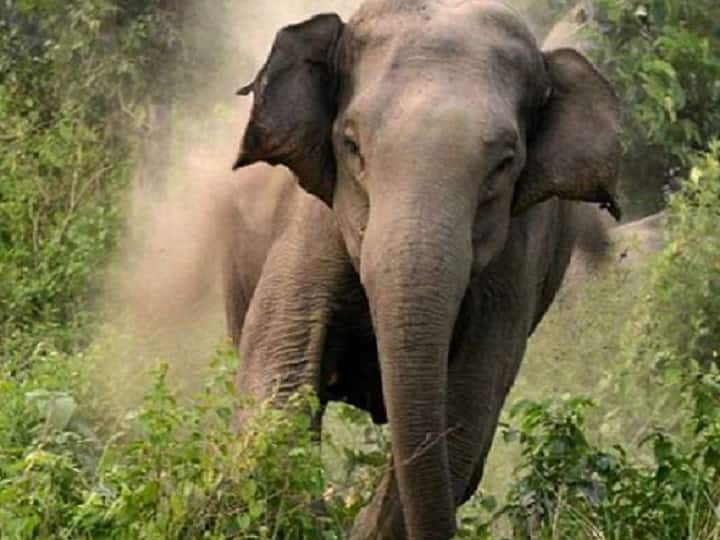 Elephant kills elderly in Uttarakhand  उत्तराखंड: हाथी के हमले में हुई बुजुर्ग की मौत, वन विभाग की अपील- जंगल की ओर ना जाएं लोग  