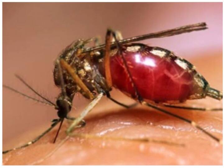 29 dengue cases reported in Delhi between Jan 1 and May, report claims highest in four years 1 जनवरी और 29 मई के बीच दिल्ली में डेंगू के 29 मामले, चार सालों में सबसे ज्यादा- रिपोर्ट
