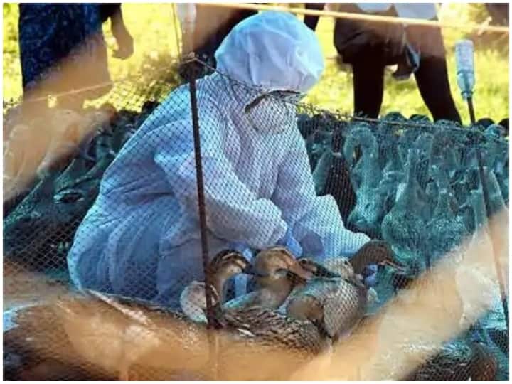 First case of human being infected with H10N3 bird flu ...
