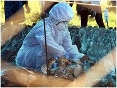 चीन में H10N3 बर्ड फ्लू से इंसान के संक्रमित होने का पहला मामला उजागर, जानिए स्ट्रेन के बारे में