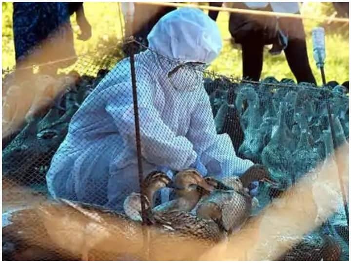 China reports first human case of H10N3 bird flu, know everything about strain चीन में H10N3 बर्ड फ्लू से इंसान के संक्रमित होने का पहला मामला उजागर, जानिए स्ट्रेन के बारे में