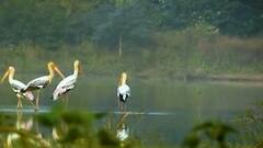 भंडाऱ्यात विदेशी पक्ष्यांचा किलबिलाट, आसलपाणी तलाव बनले नंदनवन,डोळ्याचे पारणे फेडणारे विहंगम दृश्य