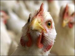 H10N3 Bird Flu: पहली बार H10N3 बर्ड फ्लू से संक्रमित हुआ इंसान, चीन में वायरस की चपेट में आया 41 साल का शख्स