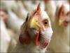 H10N3 Bird Flu: पहली बार H10N3 बर्ड फ्लू से संक्रमित हुआ इंसान, चीन में वायरस की चपेट में आया 41 साल का शख्स