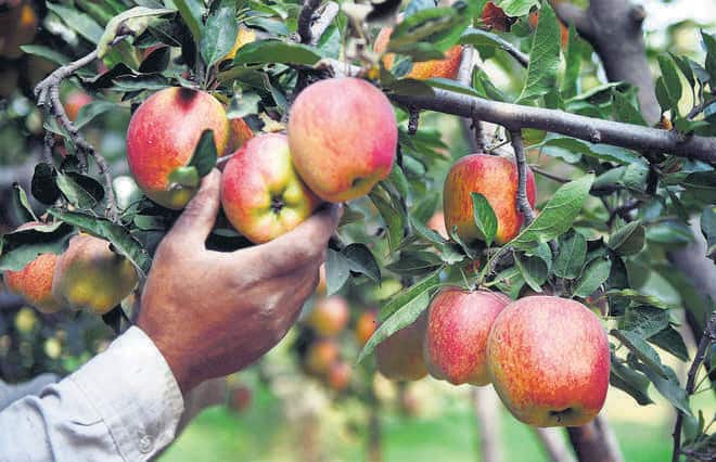 Unseasonal rains raise concerns of Himachal farmers, loss of Rs 250 crore to apple growers ਬੇਮੌਸਮੀ ਬਾਰਸ਼ ਨੇ ਵਧਾਈ ਹਿਮਾਚਲ ਦੇ ਕਿਸਾਨਾਂ ਦੀ ਚਿੰਤਾ, ਸੇਬ ਉਤਪਾਦਕਾਂ ਨੂੰ 250 ਕਰੋੜ ਦਾ ਨੁਕਸਾਨ