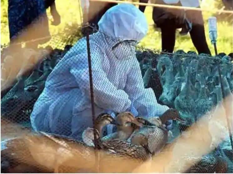H10N3 Bird Flu Facts China first case human infection H10N3 strain bird flu eastern Jiangsu province reported H10N3 Bird Flu: चीनमध्ये H10N3 बर्ड फ्लूची एका व्यक्तीला लागण, जगभरातील पहिलच प्रकरण
