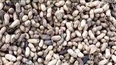 Cyclone Yaas Effect: ইয়াসে ক্ষতিগ্রস্ত চিনে বাদাম চাষ, কৃষকবন্ধু প্রকল্পের মাধ্যমে ক্ষতিপূরণের আশ্বাস এগরার বিধায়কের