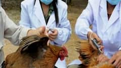 Bird Flue | स्पेशल रिपोर्ट | चीनमध्ये सापडला बर्ड फ्लूचा नवा स्ट्रेन, जियांग्सूमध्ये एकाला संसर्ग