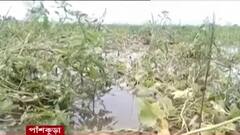 Cyclone Yaas Effect: জমা জলে ধরেছে পচন, ইয়াসের ধাক্কায় ব্যাপক ক্ষতি পূর্ব মেদিনীপুরের চিনাবাদাম চাষে