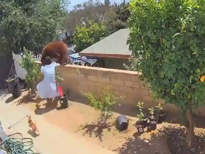 Teen Shoves Bear To Protect Her Dog In Backyard In California Watch | California Teen Shoves Bear To Protect Her Dog In Backyard; Video Goes Viral
