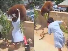 Girl Saving Puppies From Bear : நாய் குட்டிகளைக் காக்க கரடியுடன் போராட்டம் நடத்திய சிறுமி