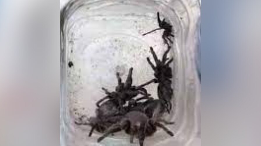 Tarantula Fear In Howrah Spiders With Black Fur Have Been Spotted Tarantula Fear শ য মপ র ট য র ন ট ল আতঙ ক ব ষ ক ত ম কড স র ক মড ম ত য য বক র