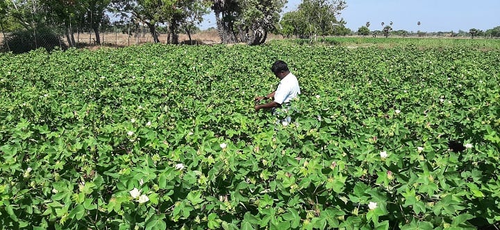 COTTON INSECT PROBLEM பூச்சிமருந்து கிடைக்காமல் விவசாயிகள் தவிப்பு; விரக்தியில் பருத்தி விவசாயம்!