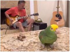 गिटार की धुन पर गाता दिखा तोता, सोशल मीडिया पर बटोर रहा सुर्खियां