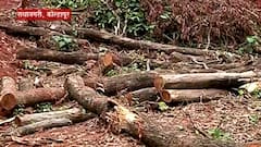 Kolhapur Tree Cutting | राधानगरी तालुक्यातील घनदाट जंगलावर लाकूडतोड्यांची नजर