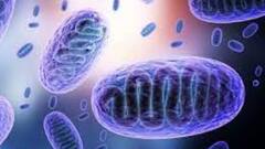 Mucormycosis Update: রাজ্যে মিউকরমাইকোসিসে মোট আক্রান্ত ৩০, মোট মৃতের সংখ্যা ৫