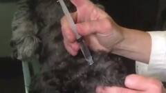 Now Coronavirus detected in dogs?