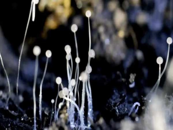 Black Fungus: கருப்பு பூஞ்சை நோய் சிகிச்சைக்கு 30,000 மருந்து குப்பிகளை வழங்கவேண்டும் - முதல்வர் கடிதம்