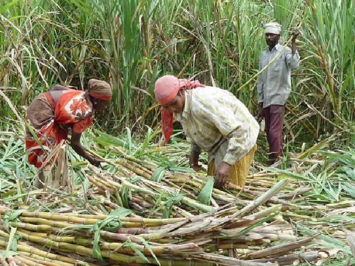20 to 25 lakh tonnes decline in sugar production this year;  Factory owners are in trouble as the central government has imposed restrictions on exports