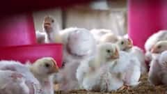 After Coronavirus, a new disease reported in China