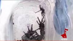Howrah Spider Panic: শ্যামপুরে ট্যারান্টুলা আতঙ্ক, মাকড়সার কামড়ে যুবকের মৃত্যু বলে দাবি
