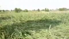 મહેસાણામાં વરસાદ થતાં બાજરીનો પાક નષ્ટ, ખેડૂતોમાં ચિંતાની લહેર