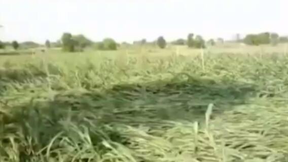 મહેસાણામાં વરસાદ થતાં બાજરીનો પાક નષ્ટ, ખેડૂતોમાં ચિંતાની લહેર