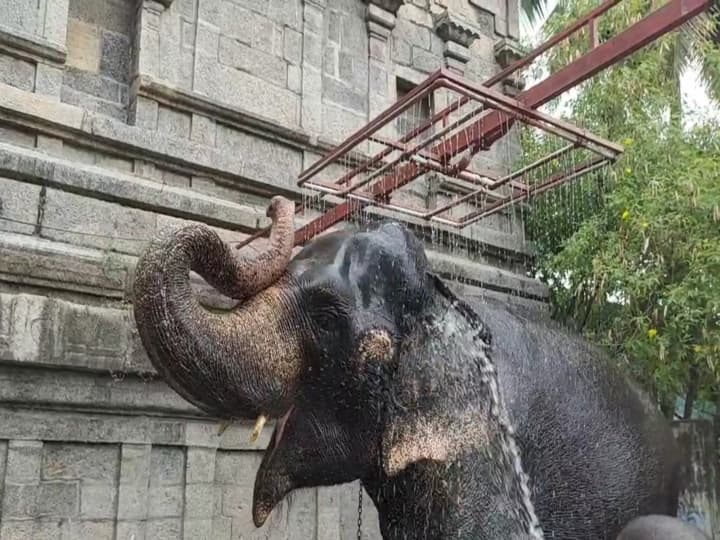 Elephant taking a shower bath மண் குளியல்... ஷவர் பாத்; குதூகலிக்கும் அபயாம்பாள்!