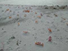 शवों को गंगा किनारे दफनाने का मामला, प्रयागराज में अब बनेंगे 8 नये विद्युत शवदाह गृह