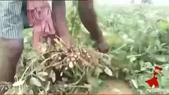 Cyclone Yaas Effect: জলমগ্ন জমিতে ব্যাপক ক্ষতি মুখে পূর্ব মেদিনীপুরের চিনাবাদাম চাষ, সাহায্যের প্রতিশ্রুতি এগরার বিধায়কের