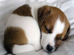 Puppy पैदा होते ही समझने लग जाते हैं लोगों के संवाद, स्टडी से आई ये बात सामने