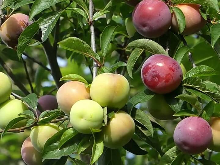 Plums fruit season begins, Corona curfew echoes price no yield Farmers worried சீசன் ஆரம்பித்தும் விலை இல்லாமல் வீணாகும் பிளம்ஸ் பழங்கள்!