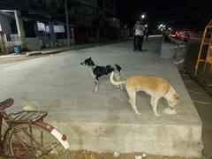 19 street dogs as pets: శునకాల కోసం ప్రత్యేక కూలర్ కూడా | ABP Desam