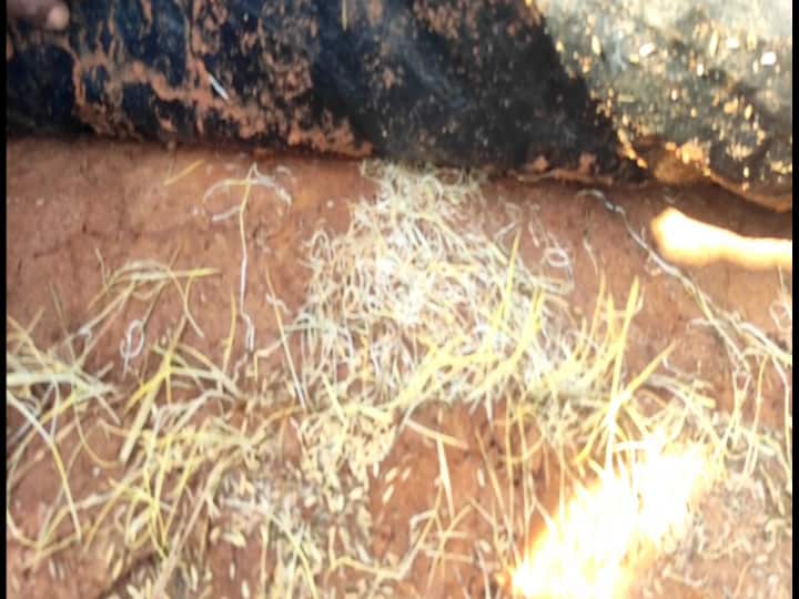 Sprouted paddy grains due to negligence of the authorities அதிகாரிகள் அலட்சியம்; மழையில் நனைந்து முளைத்த நெல்மணிகள்!