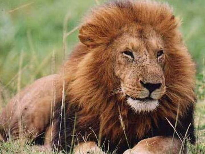 Lions Test Corona Positive 9 lions Vandalur Zoo positive for SARS CoV-2 Lions Corona Positive: வண்டலூர் பூங்காவில் 9 சிங்கங்களுக்கு கொரோனா தொற்று : ஒரு சிங்கம் உயிரிழப்பு