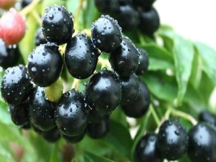 Uttar Pradesh 'Jamun' To Be Exported To UK