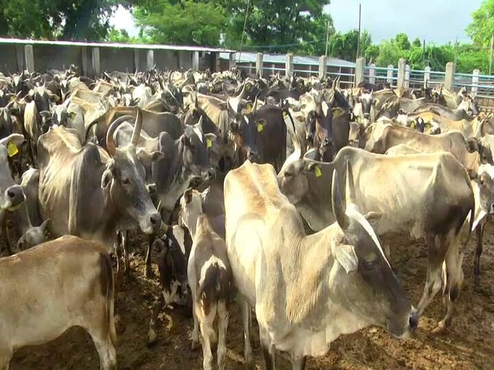 Dhurena Chhattisgarh 800 kg cow dung stolen, police register case of theft রাতের অন্ধকারে উধাও ৮০০ কিলো গোবর, চুরির অভিযোগ দায়ের, তদন্তে পুলিশ